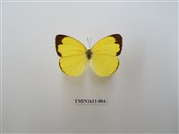 藏品(亮色黃蝶)的圖片